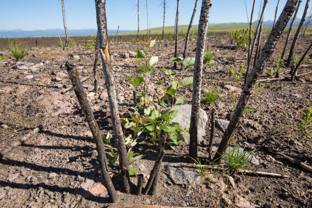 Young green sapling grows among charred, barren tree trunks and scorched earth, showing early signs of regrowth in a forest recovering from wildfire under a clear blue sky.