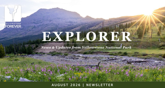 A scenic mountain landscape at sunrise with wildflowers and trees, overlaid with text: EXPLORER News & Updates from Yellowstone National Park and AUGUST 2026 | NEWSLETTER.