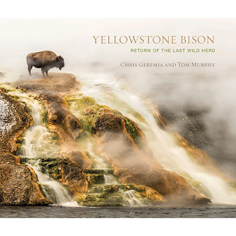 A bison stands on a misty, rocky hillside at Yellowstone. The book cover reads: Yellowstone Bison: Return of the Last Wild Herd by Chris Geremia and Tom Murphy.