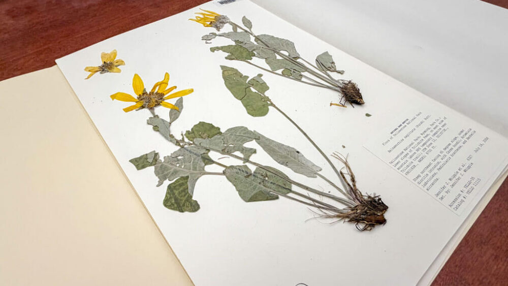 A pressed yellow wildflower specimen with leaves and roots is mounted on white paper, labeled with scientific information, and displayed in an open herbarium folder on a wooden surface.