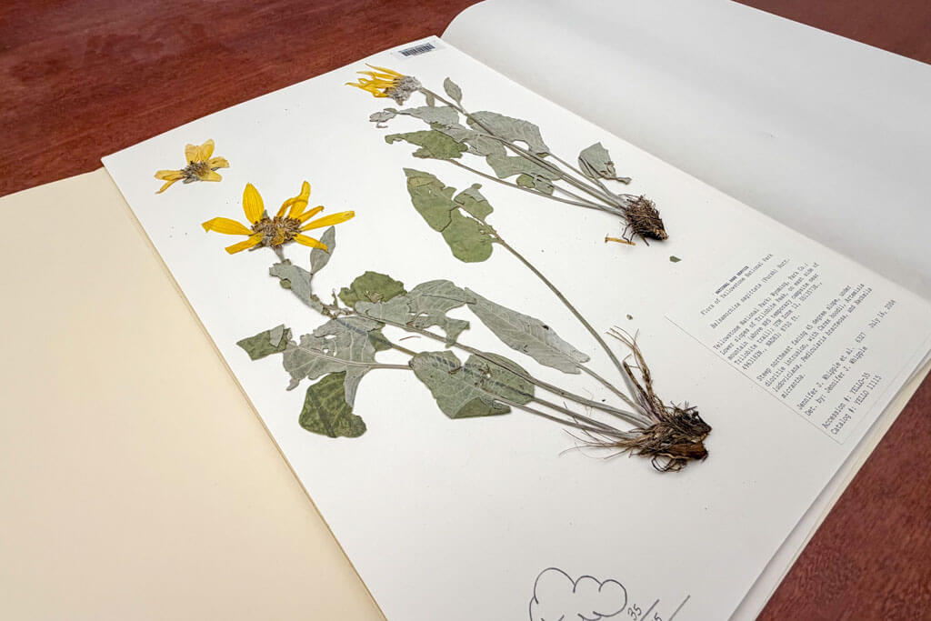 A pressed yellow wildflower specimen with leaves and roots is mounted on white paper, labeled with scientific information, and displayed in an open herbarium folder on a wooden surface.