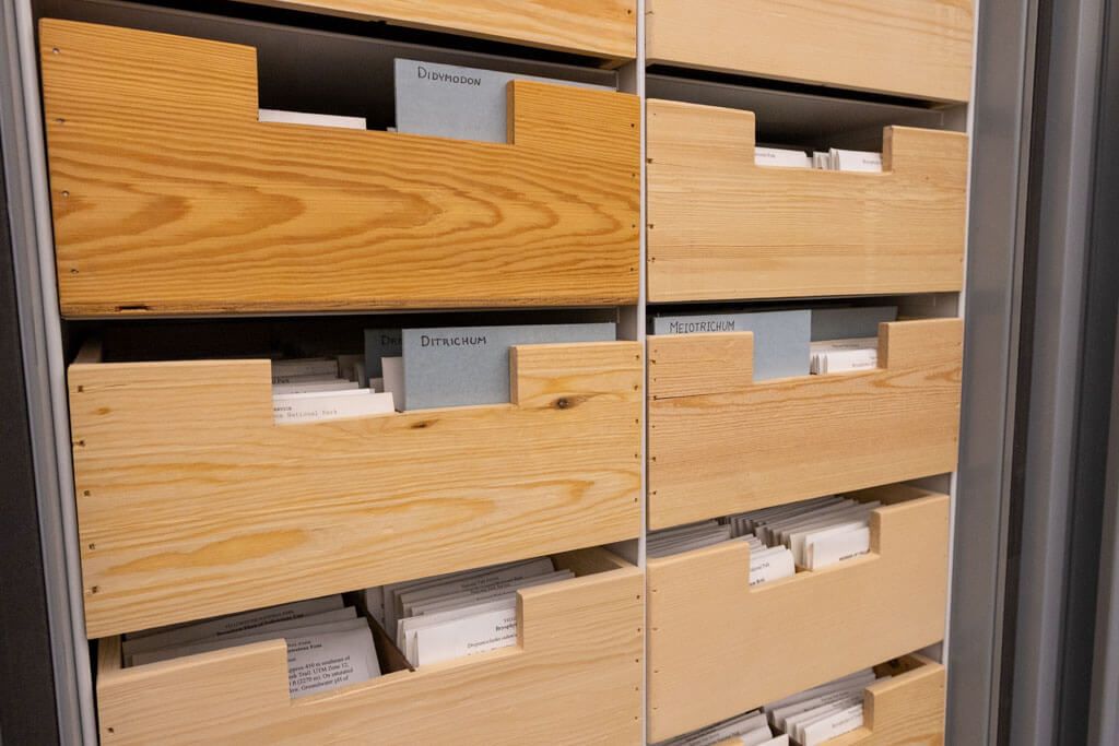 Wooden drawers filled with organized index cards, some with blue dividers labeled Dipsacum and Medicago, in a filing cabinet.