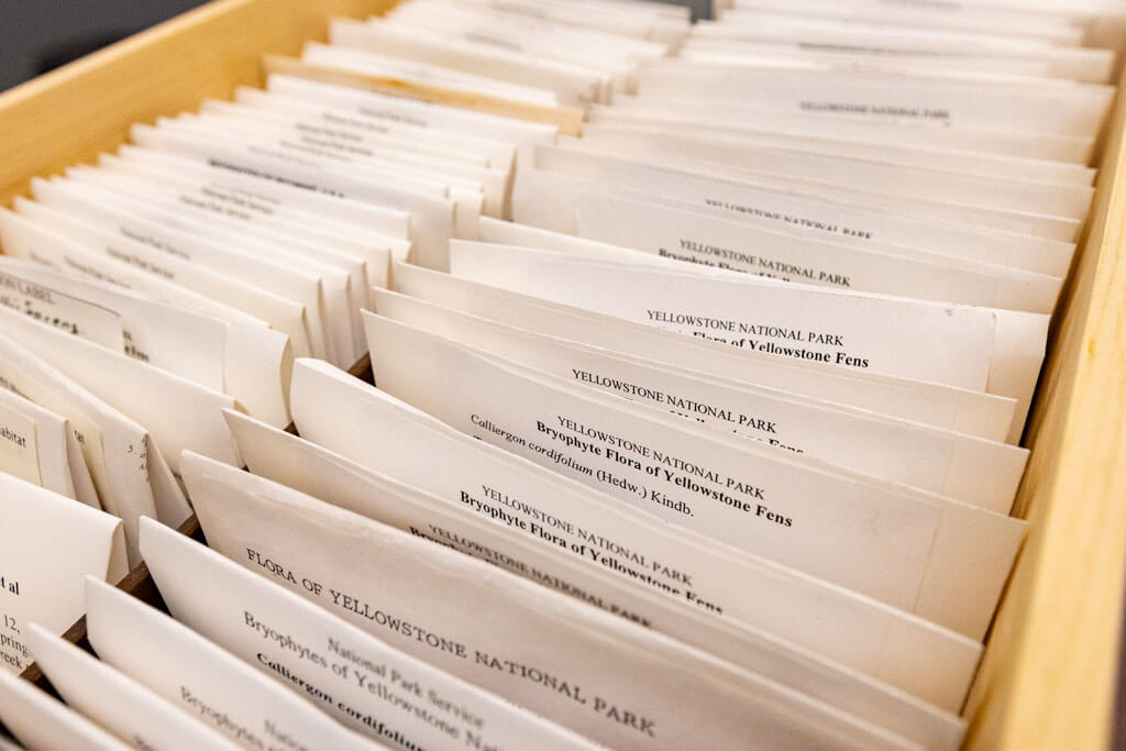 A wooden drawer filled with organized folders labeled Yellowstone National Park, containing botanical or scientific records about the parks flora and ferns.