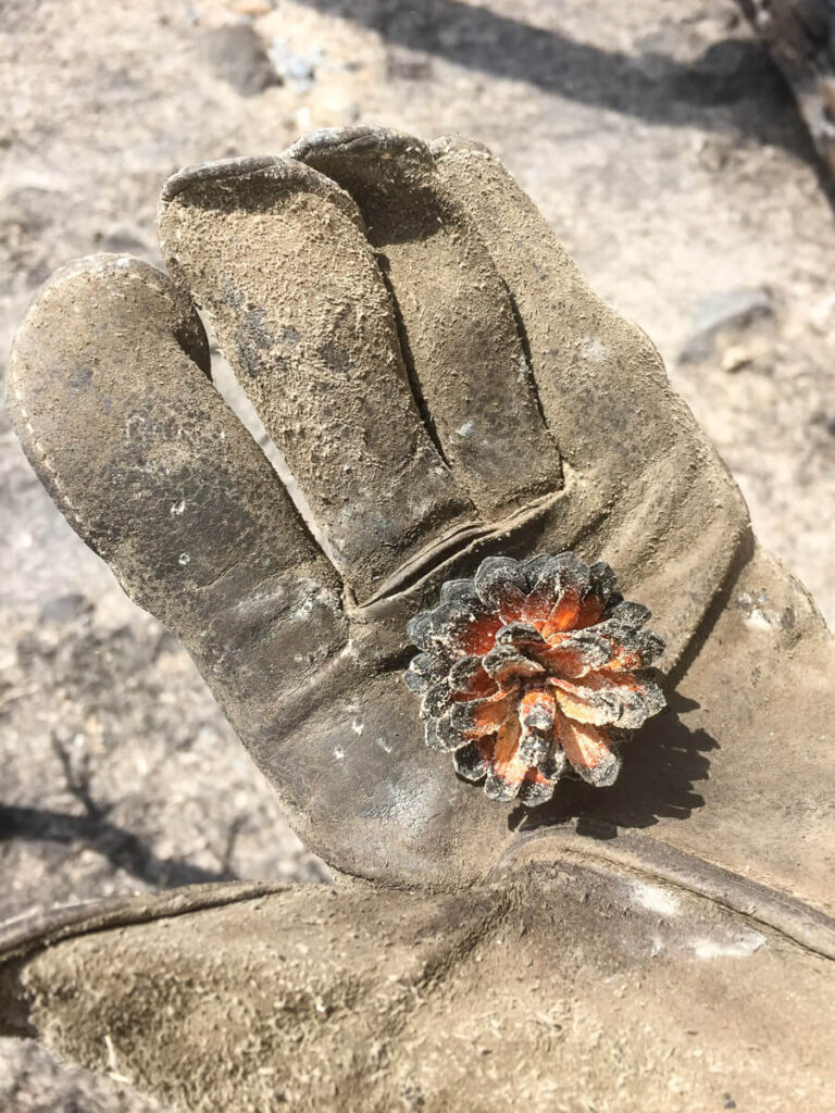 A dirty gloved hand holds a small, partially burned pinecone. The background is a dusty, ashy outdoor surface, suggesting a recently burned area.