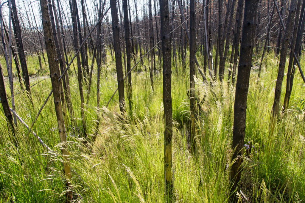 Tall green grass grows densely among thin, leafless tree trunks in a sunlit forest area, suggesting regrowth after a fire or disturbance.