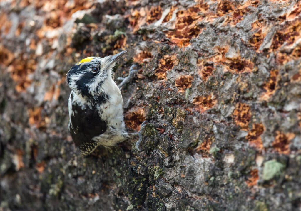 A small black and white woodpecker with a yellow spot on its head clings to the side of a rough, bark-covered tree trunk.