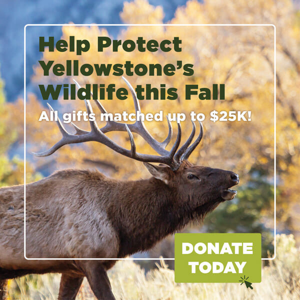 A large elk stands outdoors with autumn trees in the background. Text reads: Help Protect Yellowstones Wildlife this Fall. All gifts matched up to $25K! DONATE TODAY..
