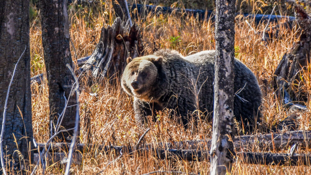 A grizzly bear walks through tall, golden grass in a sunlit forest, surrounded by tree trunks and stumps.
