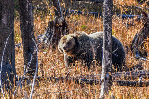A grizzly bear walks through tall, golden grass in a sunlit forest, surrounded by tree trunks and stumps.