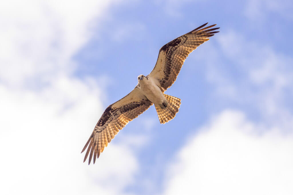 A large bird of prey with brown and white feathers soars in the sky, wings spread wide, against a backdrop of blue sky and scattered white clouds.