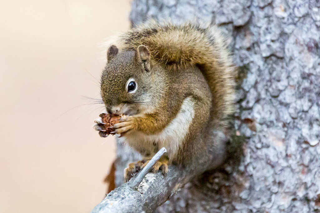 A brown squirrel with a bushy tail sits on a tree branch, holding and nibbling on a small pine cone with its front paws.