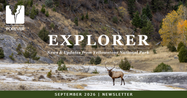 A lone elk stands on rocky terrain with trees in the background. Text reads: EXPLORER: News & Updates from Yellowstone National Park. Banner below says, September 2026 | Newsletter..