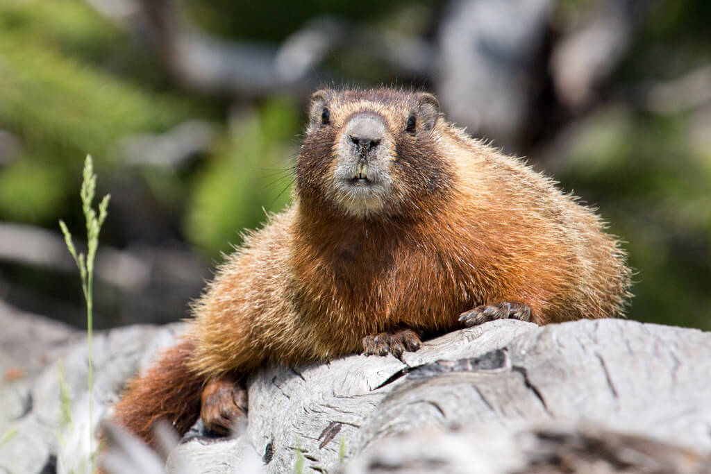 A brown marmot with a bushy tail lies on a fallen tree trunk, looking directly at the camera. The background is blurred with green foliage and branches.