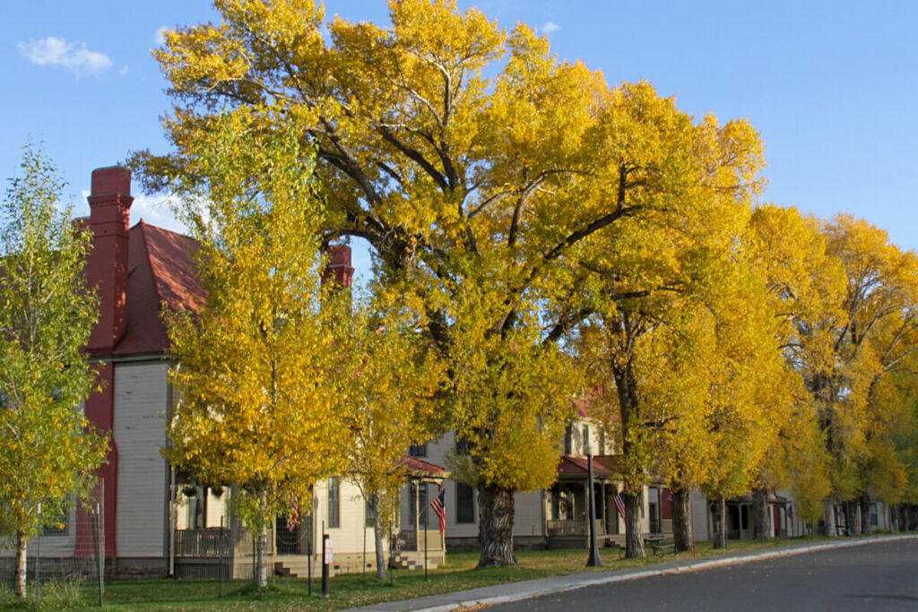 Large houses with yellow autumn trees lining a street.