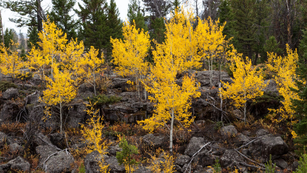 Aspen trees with bright yellow autumn leaves growing among dark grey volcanic rocks and evergreen trees.