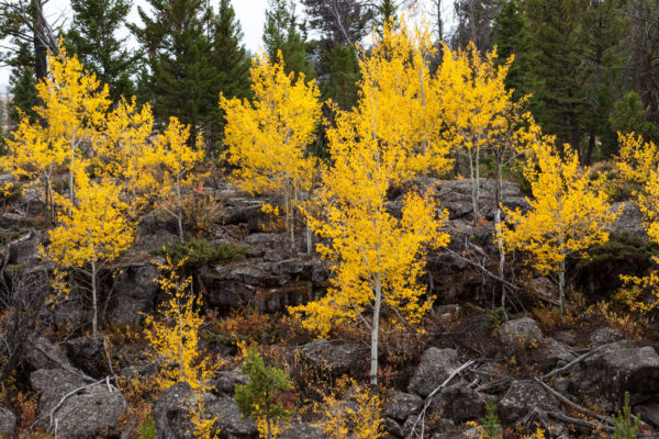 Aspen trees with bright yellow autumn leaves growing among dark grey volcanic rocks and evergreen trees.