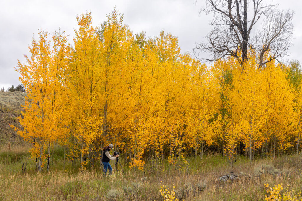 A photographer using a tripod in front of a grove of aspen trees with vibrant yellow autumn leaves.