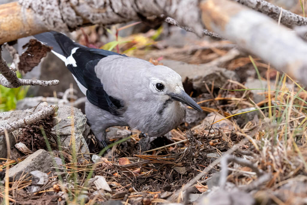 A Clarks nutcracker with gray and black plumage foraging on the ground among twigs and rocks.