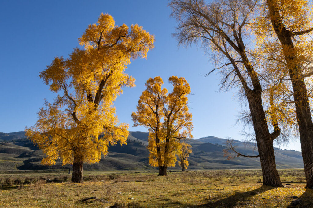 Large trees with vibrant yellow autumn foliage stand in a field against a backdrop of distant hills and a clear blue sky.