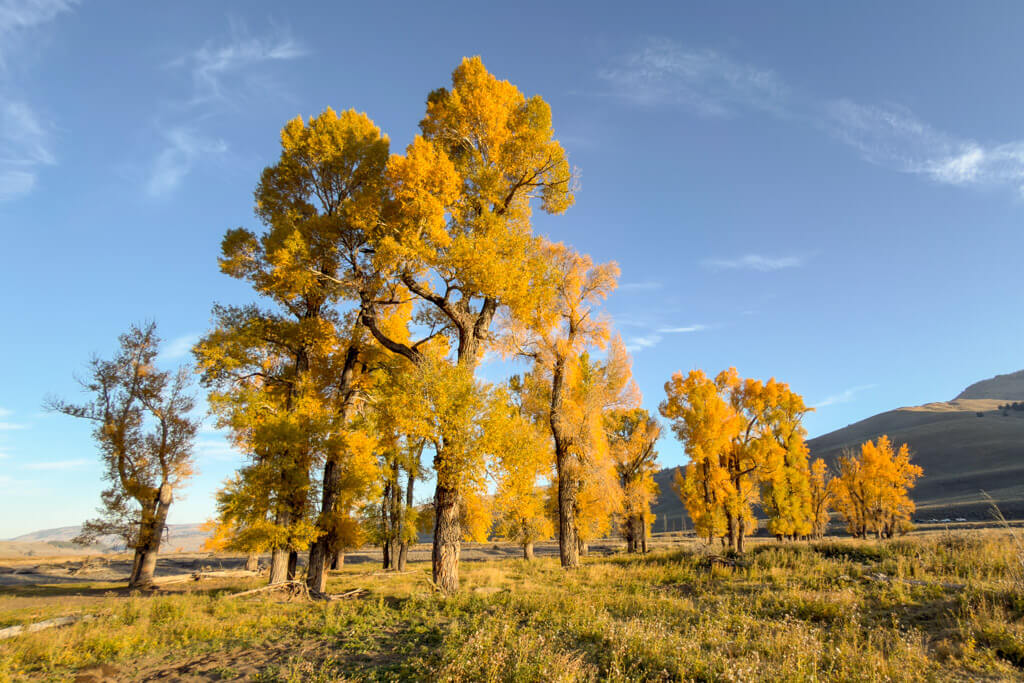 A grove of trees with bright yellow autumn leaves standing in a grassy meadow under a clear blue sky.