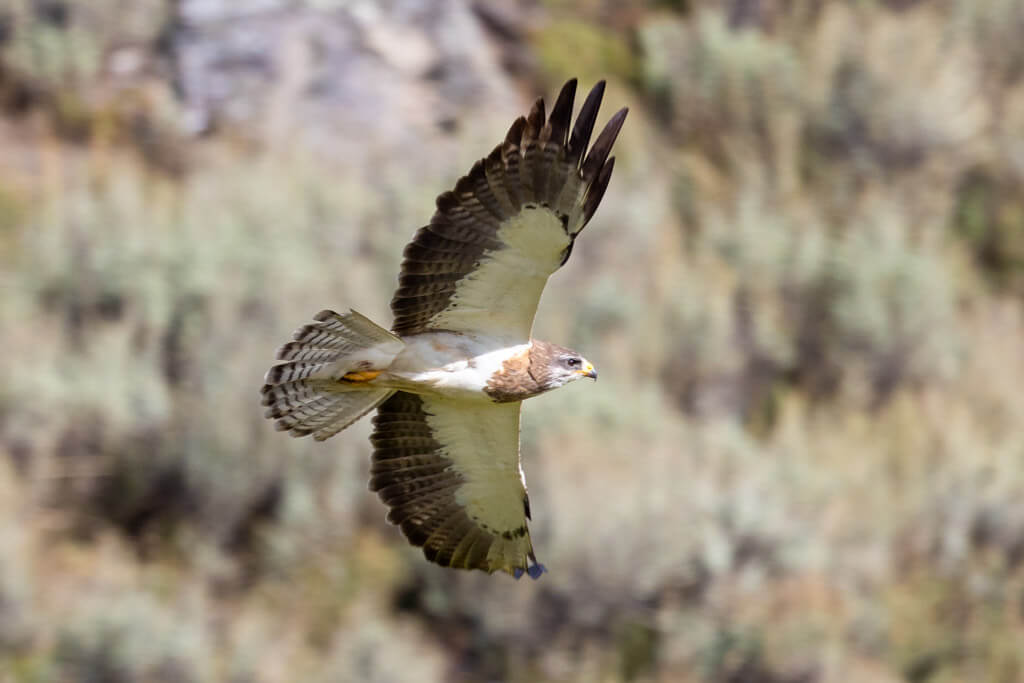 A Swainsons hawk in flight, wings outstretched, seen from above.